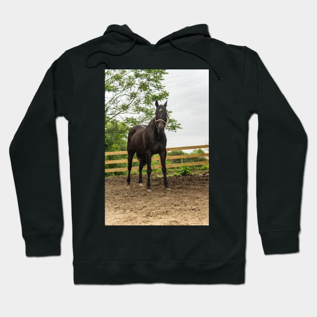 Sam the  horse Hoodie by KensLensDesigns